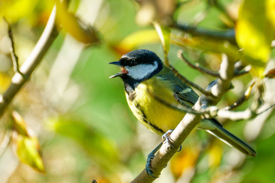 Warum singen Vögel am frühen Morgen?