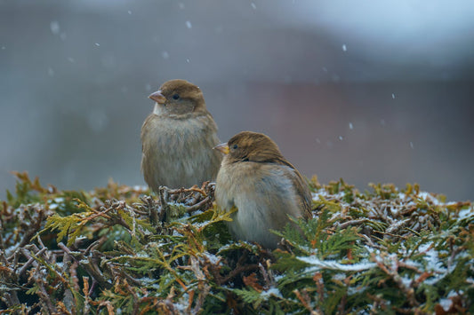 Winter, Frühling, Sommer, Herbst – wann brauchen Vögel Futter und unsere Hilfe?
