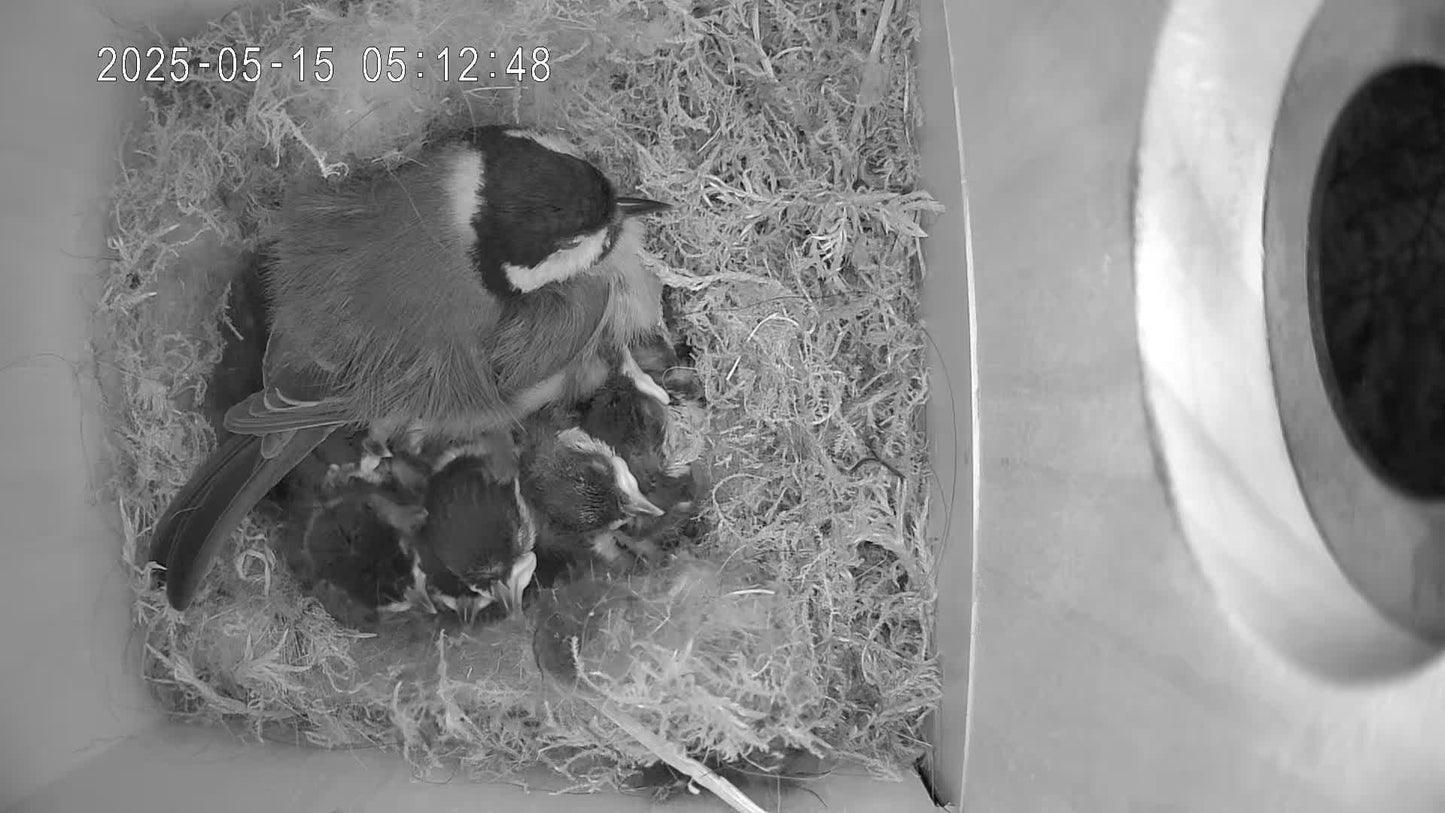 Bird nesting box with camera