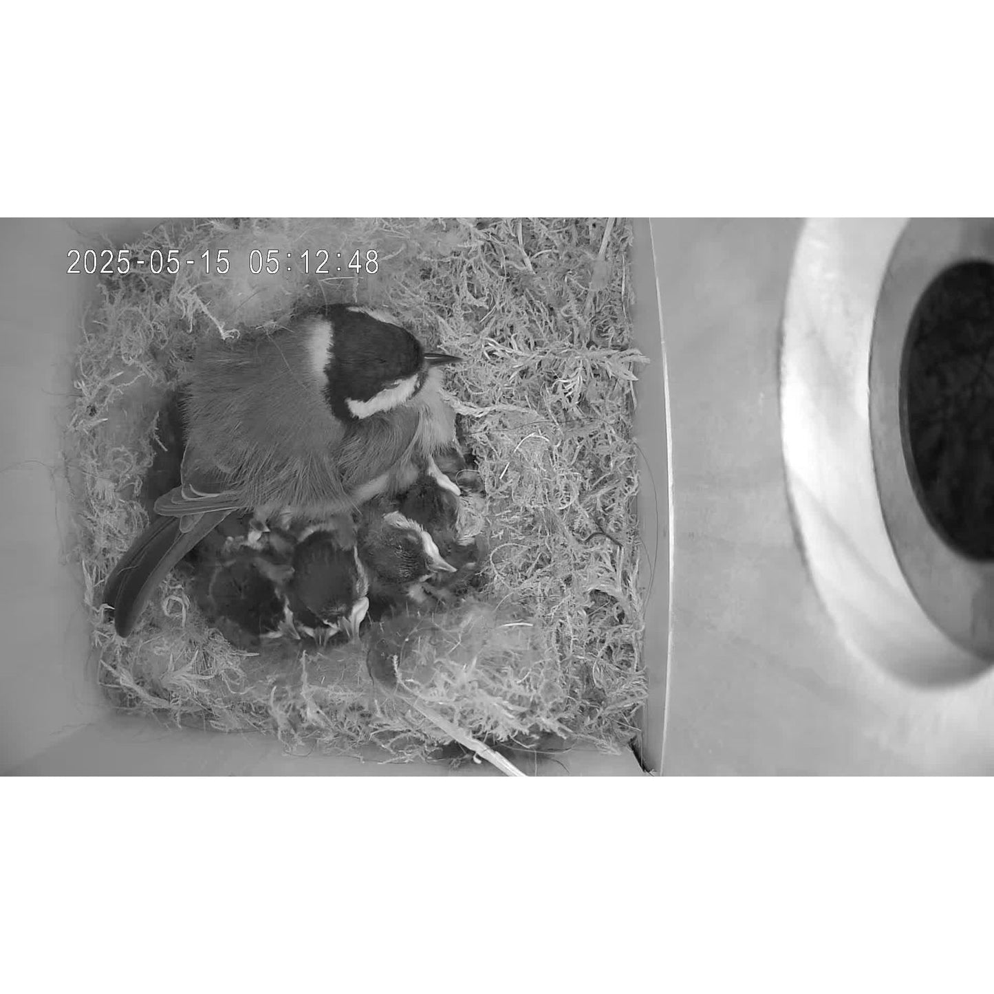 Nichoir pour oiseaux avec caméra