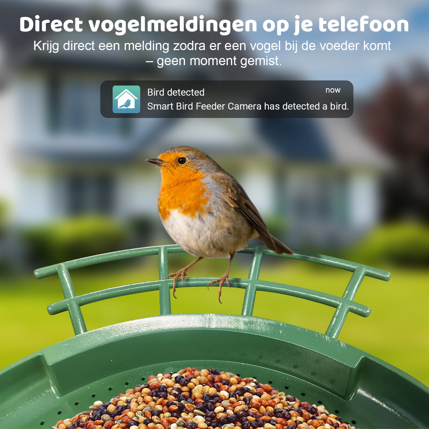 Vogelhaus mit Kamera: Rotkehlchen am grünen Futterspender, mit App-Benachrichtigung 'Vogel erkannt' für sofortige Meldungen aufs Smartphone