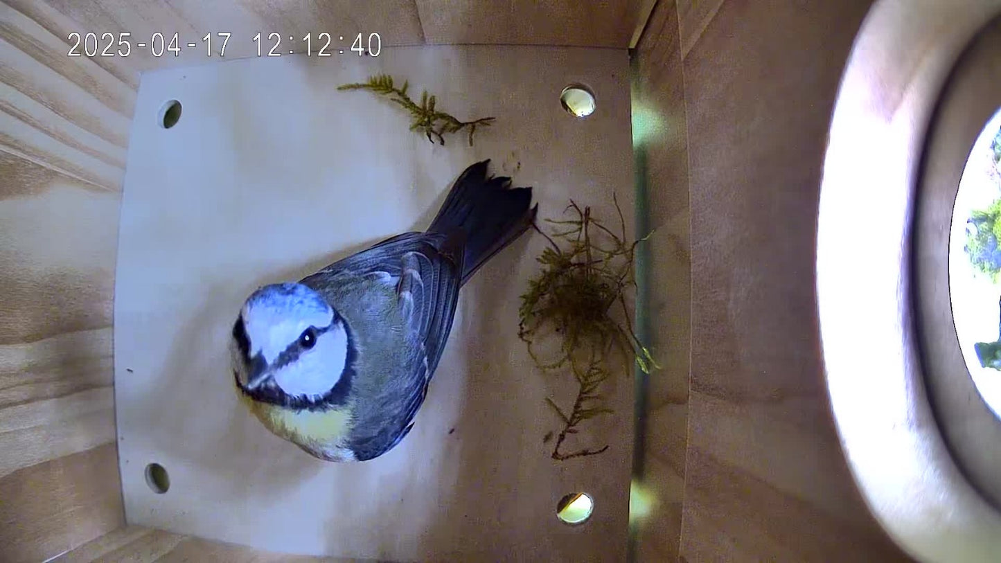 Bird nesting box with camera