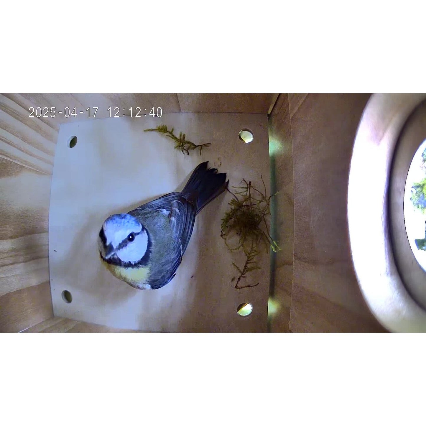 Nichoir pour oiseaux avec caméra