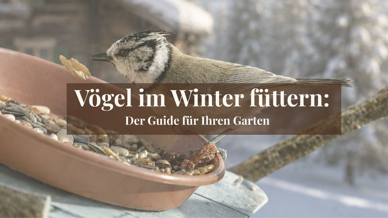 Vögel im Winter richtig füttern – Guide zur Vogelfütterung im eigenen Garten