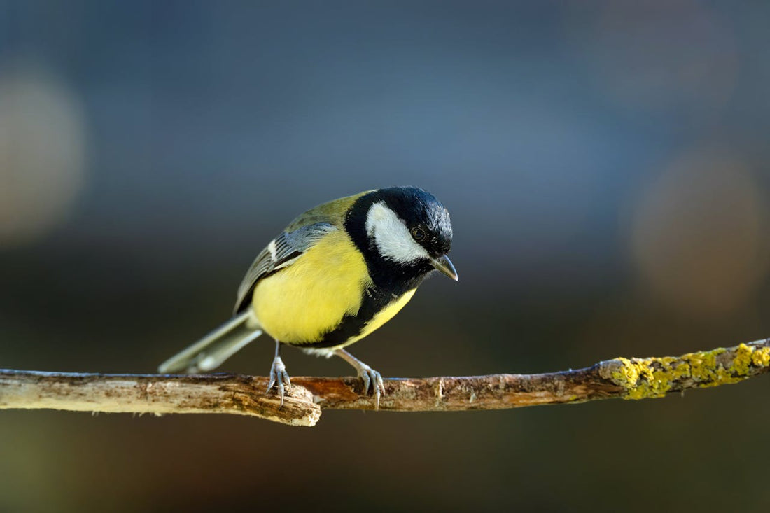 Blaumeise auf einem Ast