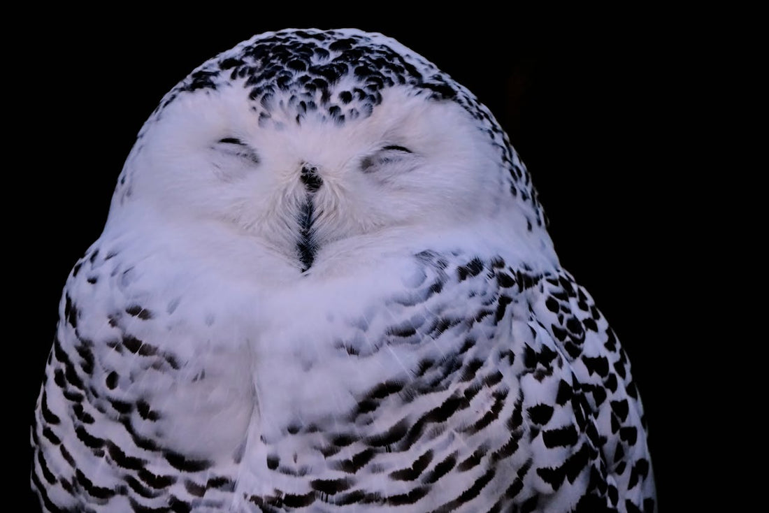 Weiße schlafende Eule