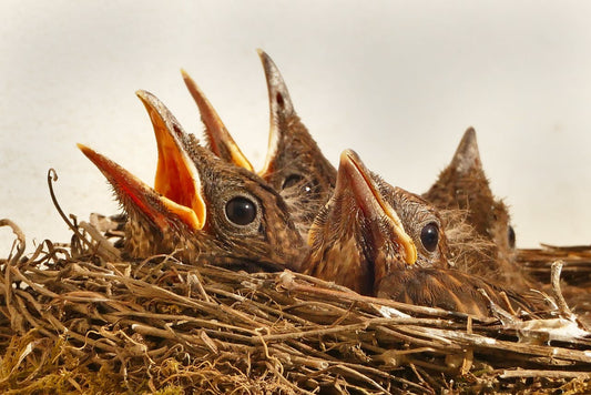 Küken im Vogelnest warten auf Futter