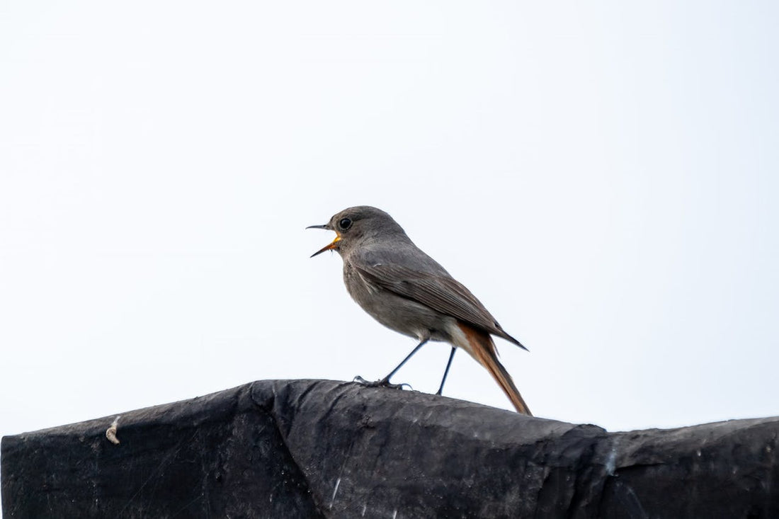 Vogelkot im Garten: Hygienisch entfernen und Natur bewahren
