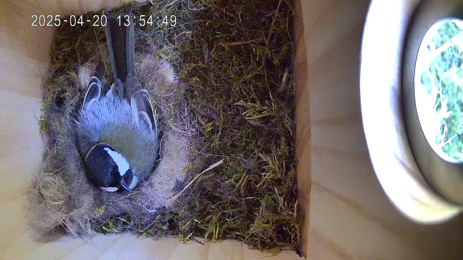 Vogelhaus mit Kamera Vögel im eigenen Garten erleben