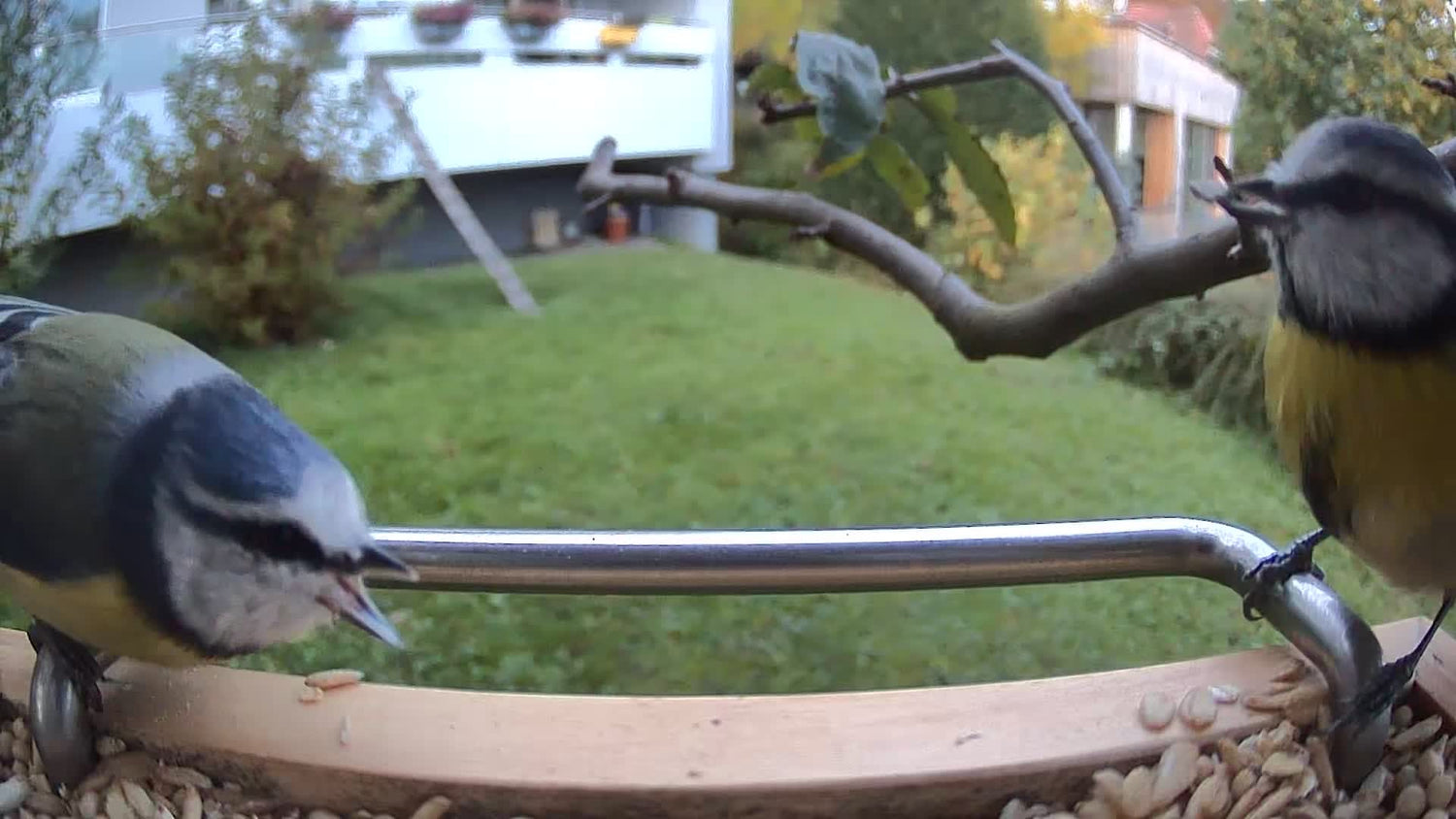 Zwei Vögel sitzen auf dem Vogelfutterhaus. Im Hintergrund ist ein Garten zu sehen