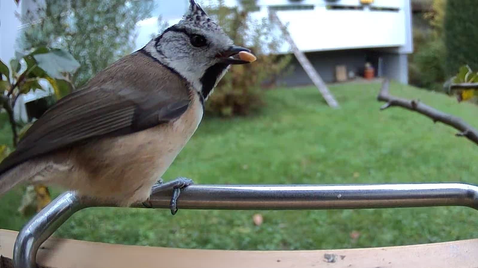 Vogel sitzt auf der Sitzstange des Vogelfutterhauses mit Futter im Schnabel