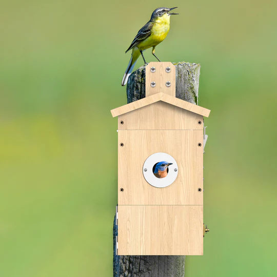 Vogel Nistkasten an einem Zaun. Ein Vogel schaut aus dem Nistkasten heraus. Ein weiterer Vogel steht auf dem Nistkasten