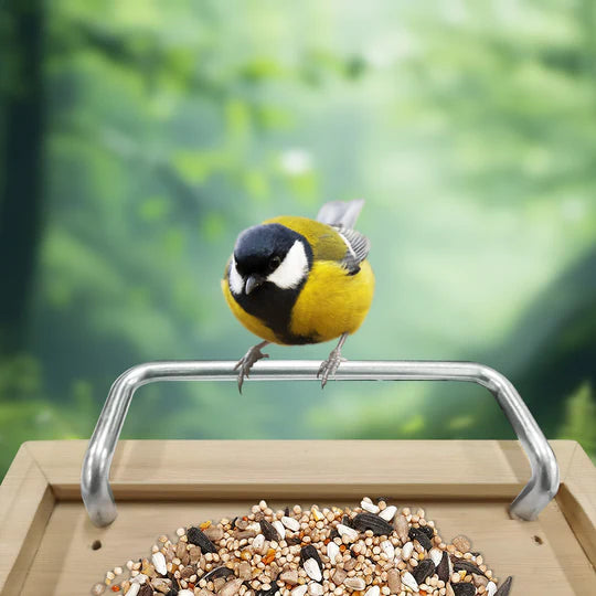 Vogel sitzt auf der Sitzstange vom Vogelfutterhaus mit Kamera