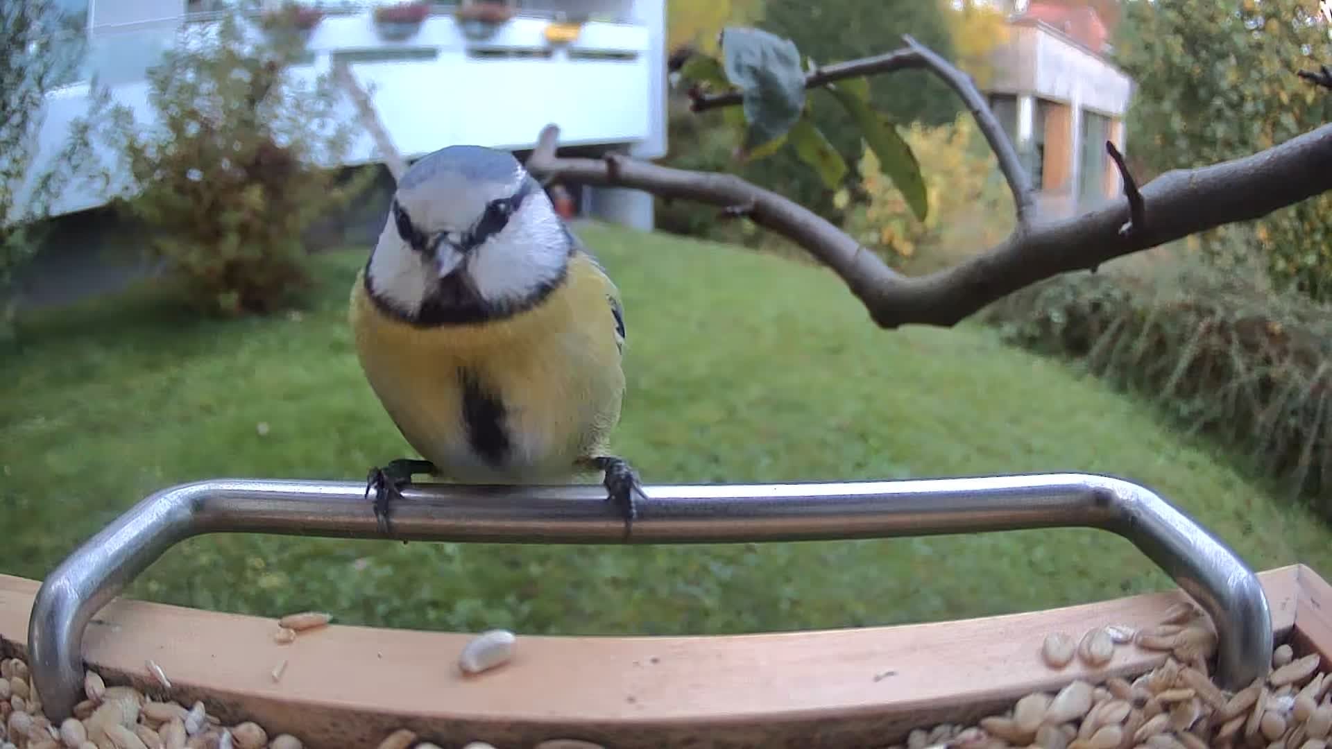 Blaumeise als Aufnahme des Vogelfutterhauses