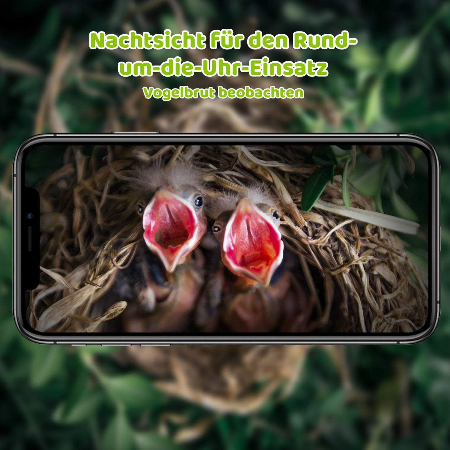 Smartphone mit Liveaufnahme eines Vogelnests und zwei hungrigen Küken mit offenen Schnäbeln, darüber grüner Werbetext: Nachtsicht für den Rund‑um‑die‑Uhr‑Einsatz – Vogelbrut beobachten