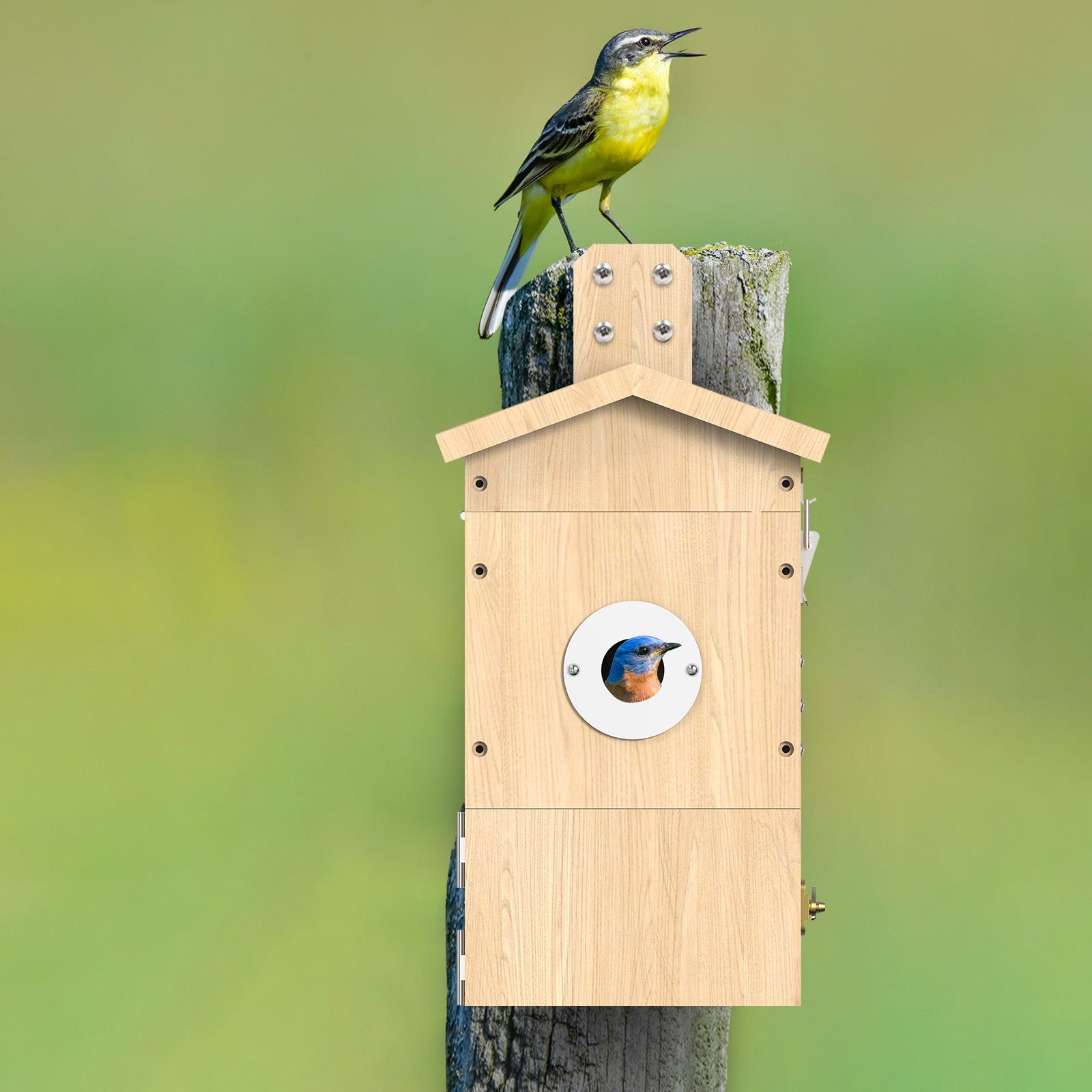 Vogel Nistkasten mit Kamera in der Frontaufnahme - Ein Vogel schaut von innen nach draußen