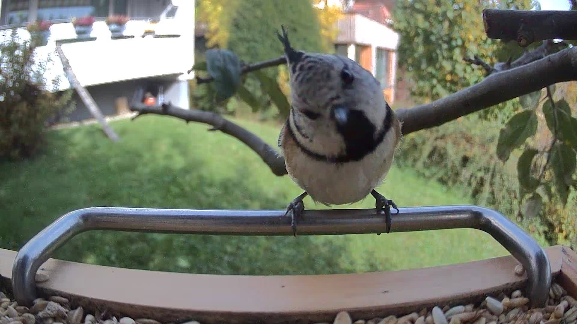 Nahaufnahme des Vogelfutterhauses mit Kamera - Vogel schaut mit geneigtem Kopf in die Kamera