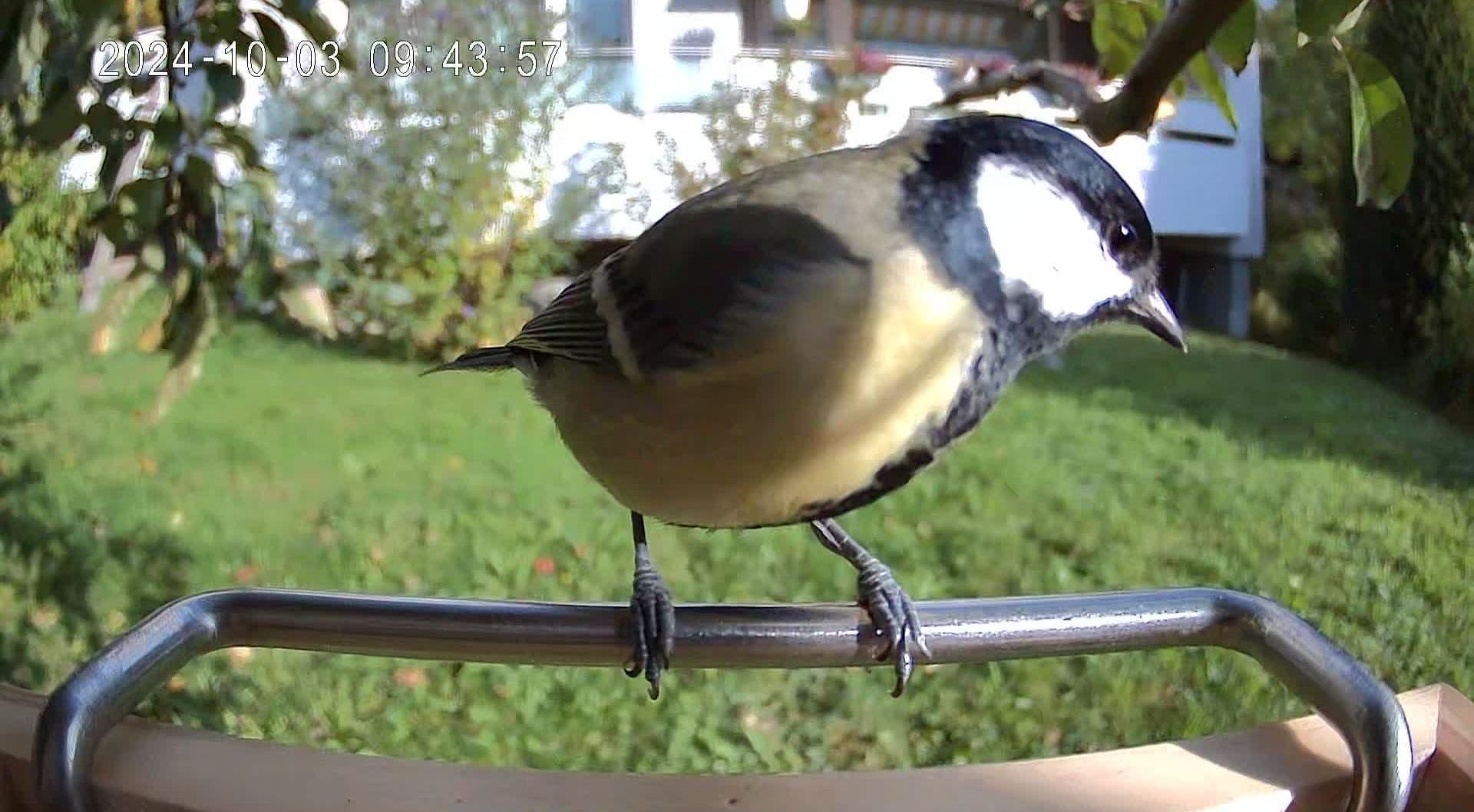 Vogel sitzt auf Sitzstange von Vogelfutterhaus mit Kamera