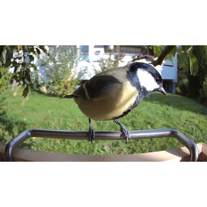 Vogel sitzt auf Sitzstange von Vogelfutterhaus mit Kamera