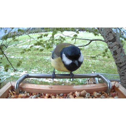 Vogel sitzt auf Sitzstange von Vogelfutterhaus mit Kamera - Eine Wiese und ein Baum sind im Hintergrund sichtbar