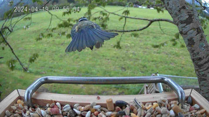 Vogel fliegt vom Vogelfutterhaus mit Kamera davon