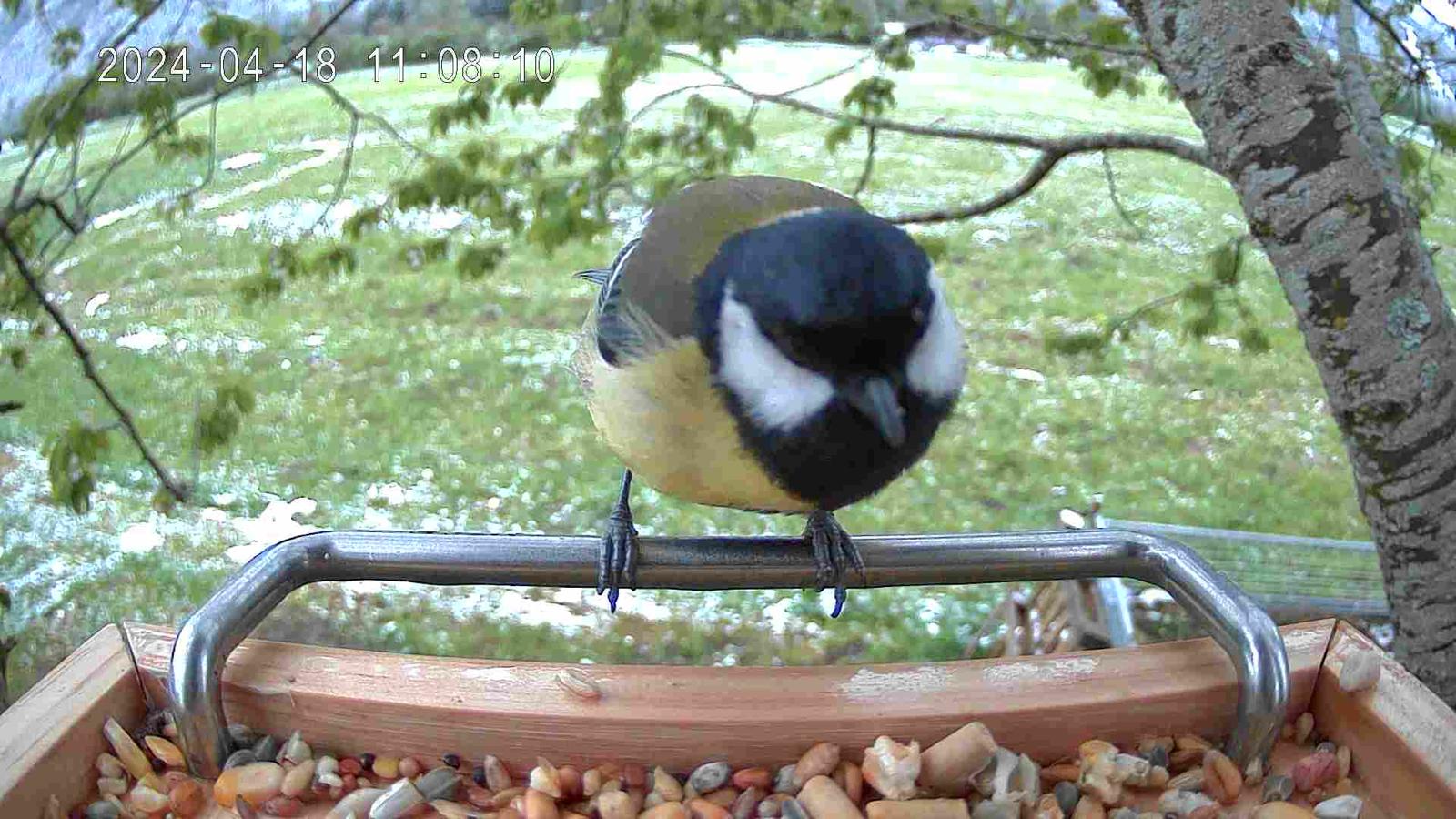 Vogel in der Nahaufnahme im Vogelfutterhaus