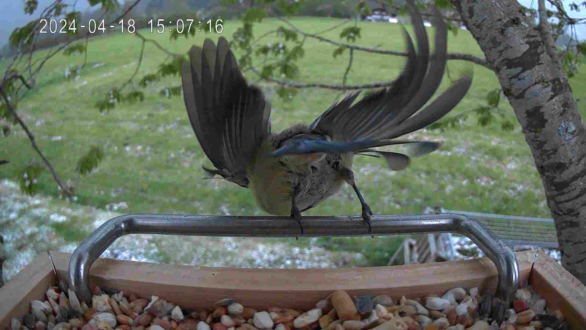 Vogel fliegt vom Vogelfutterhaus weg - Man sieht die Rückseite des Vogels, wie er seine Flügel schwingt