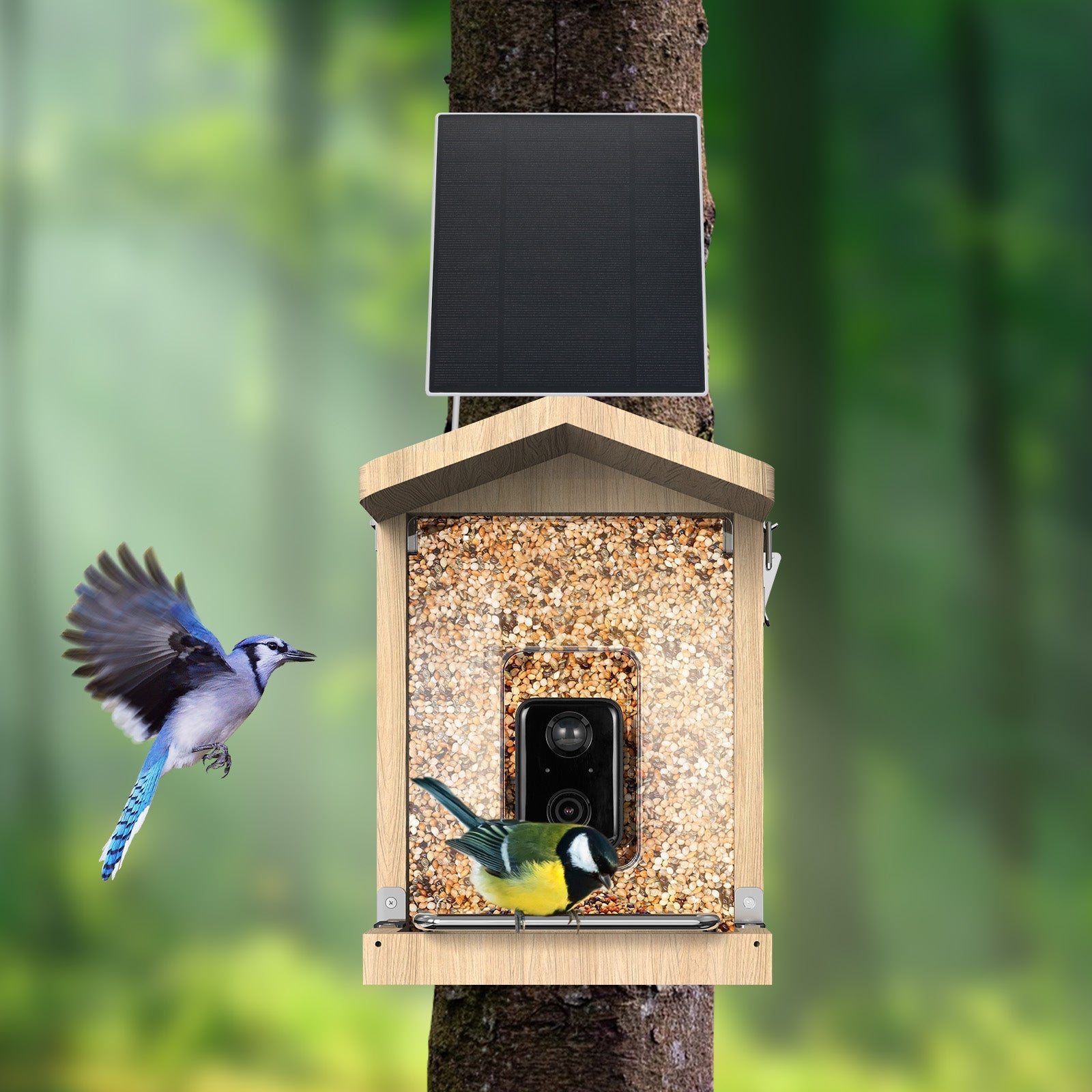 Vogelfutterhaus mit Kamera und Solarpanel in der Frontaufnahme. Ein Vogel sitzt auf der Sitzstange, während ein zweiter blauer Vogel hinzukommt