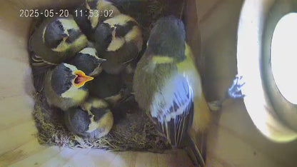 Bird nesting box with camera